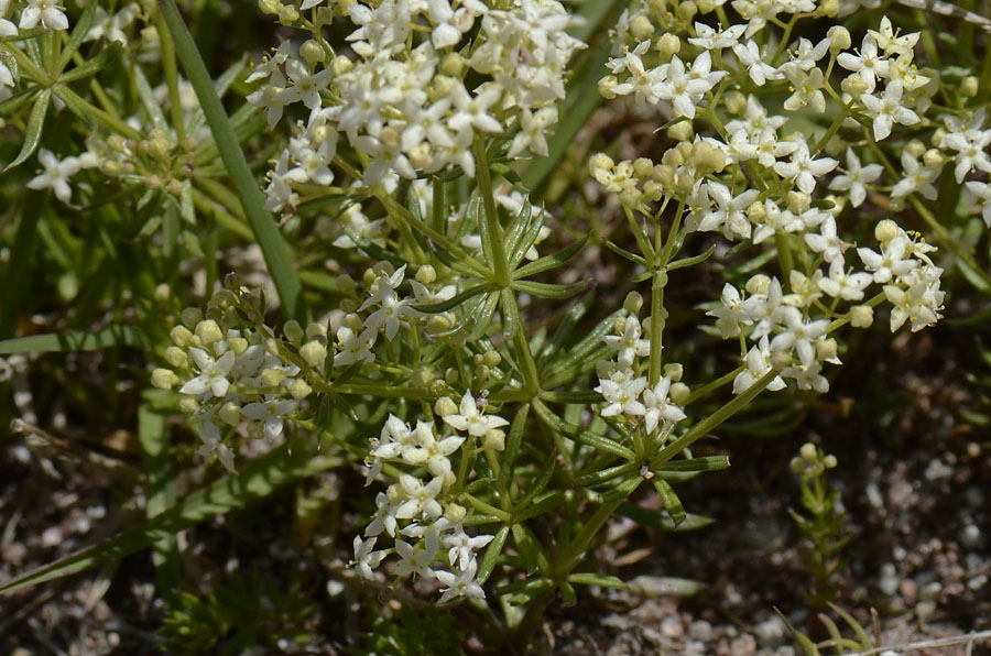 Galium anisophyllon / Caglio alpino